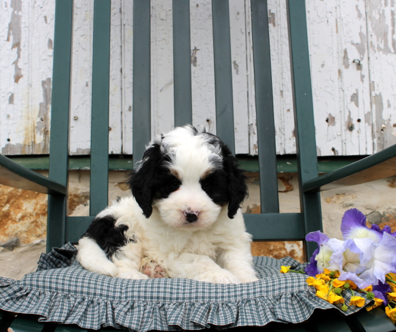 puppy, for, sale, Mini Bernedoodle F2, Matthew B. Stoltzfus, dog, breeder, Gap, PA, dog-breeder, puppy-for-sale, forsale, nearby, find, puppyfind, locator, puppylocator, aca